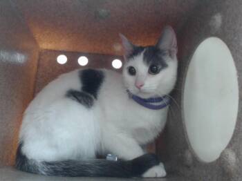 Domestic Short Hair Cats Available for Adoption in Orlando, Florida - LULU | PetCurious