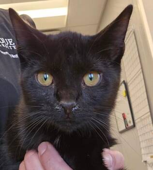 Echo -  Domestic Short Hair Cat for Adoption in Lafayette, Indiana - Echo | PetCurious