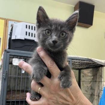 Saffron -  Domestic Short Hair Cat for Adoption in East Montpelier, Vermont - Saffron | PetCurious