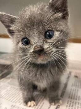 Rescue Domestic Short Hair Cats for Adoption in Dallas, Texas - NITA | PetCurious