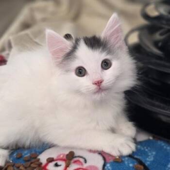 Storm -  Domestic Long Hair and Domestic Short Hair Cat for Adoption in Westland, Michigan - Storm | PetCurious