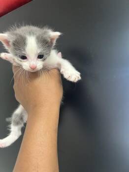 Domestic Short Hair Cats Available for Adoption in San Bernardino, California - SESAME | PetCurious