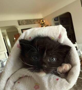 Wink -  Domestic Short Hair Cat for Adoption - Wink | PetCurious