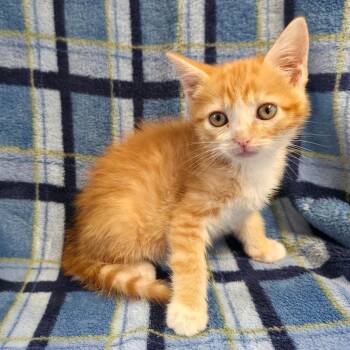 Waltz -  Domestic Short Hair Cat for Adoption in Mt. Juliet, Tennessee - Waltz | PetCurious