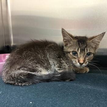 Sweep 1800 -  American Shorthair Cat for Adoption in Columbus, Georgia - Sweep 1800 | PetCurious