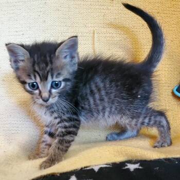 Rain -  Domestic Short Hair Cat for Adoption in Jefferson City, Tennessee - Rain | PetCurious