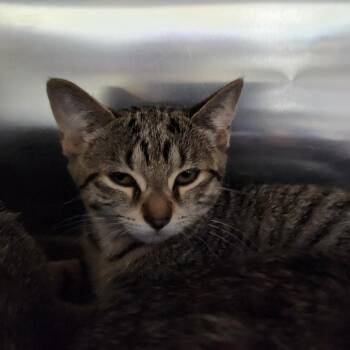 Kylie -  Domestic Short Hair Cat for Adoption in Walker, Michigan - Kylie | PetCurious