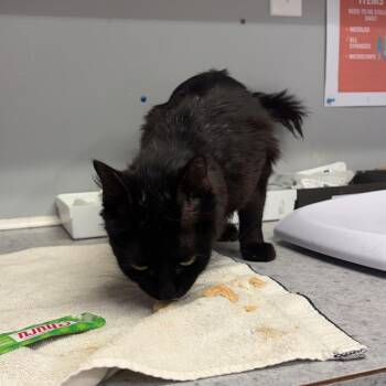 Alana -  Domestic Medium Hair Cat for Adoption in Spokane, Washington - Alana | PetCurious