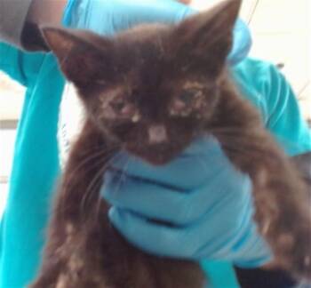 A478306 -  Domestic Short Hair Cat for Adoption in Oklahoma City, Oklahoma - A478306 | PetCurious