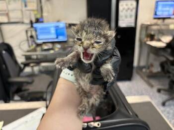 Domestic Short Hair Cats Available for Adoption in Thousand Palms, California - A1908926 | PetCurious