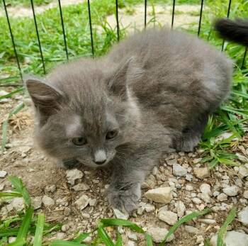 Shrimp -  Domestic Long Hair Cat for Adoption in Effingham, Illinois - Shrimp | PetCurious