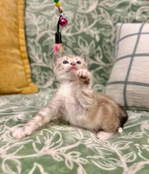 Siamese and Tabby Cats Available for Adoption in Mobile, Alabama - Atti. (Video) | PetCurious