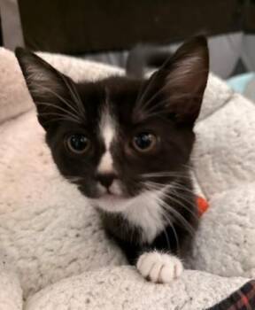 TRIXIE -  Domestic Short Hair Cat for Adoption in Burbank, California - TRIXIE | PetCurious