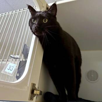 Domestic Short Hair Cats Available for Adoption in Woodinville, Washington - Ali | PetCurious