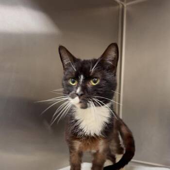 Domestic Short Hair Cats Available for Adoption in Rocky Mount, Virginia - Pippin | PetCurious