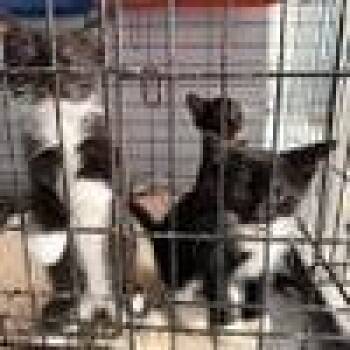 Domestic Short Hair Cats Available for Adoption in West Palm Beach, Florida - Celeste | PetCurious