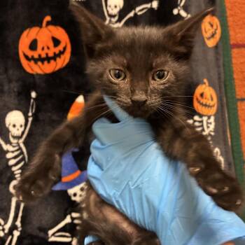 Polo -  Domestic Short Hair Cat for Adoption in San Antonio, Texas - Polo | PetCurious
