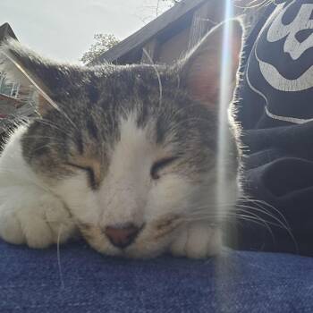 Hit -  Domestic Short Hair Cat for Adoption in Chicago, Illinois - Hit | PetCurious