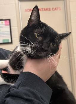 Cosmo Cloud -  Domestic Short Hair Cat for Adoption in Fishers, Indiana - Cosmo Cloud | PetCurious