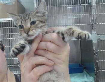 PERIDOT -  Domestic Short Hair Cat for Adoption in Salinas, California - PERIDOT | PetCurious