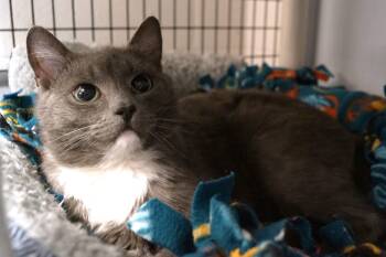 Rescue Domestic Short Hair Cats for Adoption in New Milford, Connecticut - Streusel | PetCurious