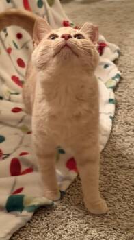 Domestic Short Hair Cats Available for Adoption - Leo | PetCurious