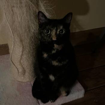 Domestic Short Hair Cats Available for Adoption in Hampton Bays, New York - Ariel | PetCurious