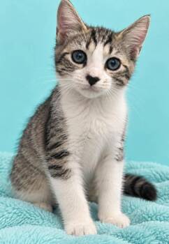 Caroline -  Domestic Short Hair Cat for Adoption in Columbia, Tennessee - Caroline | PetCurious
