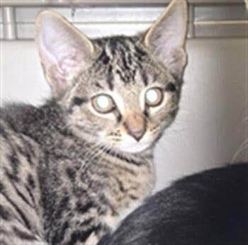 Rescue Domestic Short Hair Cats for Adoption in Derwood, Maryland - Bachata | PetCurious