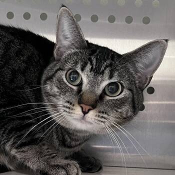 Domestic Short Hair Cats Available for Adoption - Gilmore | PetCurious