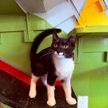 Lucky Ducky -  Domestic Short Hair Cat for Adoption in Los Angeles, California - Lucky Ducky | PetCurious