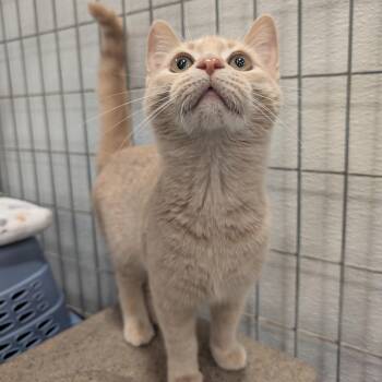 Jellybean -  Domestic Short Hair Cat for Adoption in Columbus, Ohio - Jellybean | PetCurious