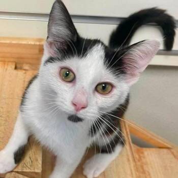 Lucky Charms -  Domestic Short Hair Cat for Adoption in New Philadelphia, Ohio - Lucky Charms | PetCurious