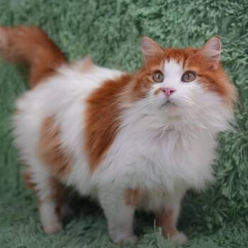 Domestic Long Hair Cats Available for Adoption - Mr. Fluffy | PetCurious