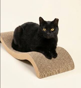Daisy -  Domestic Short Hair Cat for Adoption - Daisy | PetCurious