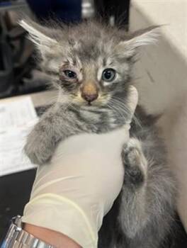 A1919240 -  Domestic Short Hair Cat Available for Adoption in Thousand Palms, California - A1919240 | PetCurious