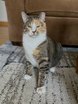 Rescue Tabby and Calico Cats for Adoption in Skyline, Minnesota - Mama | PetCurious