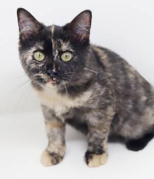 Haven is heaven in ROUND MOON FACED kitten package -  British Shorthair and Tortoiseshell Cat for Adoption in Bedford Hills, New York - Haven Is Heaven In ROUND MOON FACED Kitten Package | PetCurious