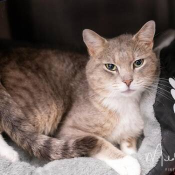 Alex -  Domestic Short Hair Cat for Adoption in Brockton, Massachusetts - Alex | PetCurious