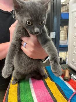 Domestic Short Hair Cats Available for Adoption - Milo | PetCurious