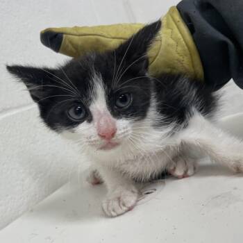 Jasper -  Domestic Short Hair Cat for Adoption in Edinburg, Texas - Jasper | PetCurious