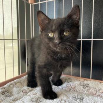 Domestic Short Hair Cats Available for Adoption in Dayton, Ohio - Oak | PetCurious