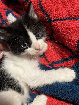 Rescue Domestic Medium Hair Cats for Adoption in Long Beach, California - Lotus | PetCurious