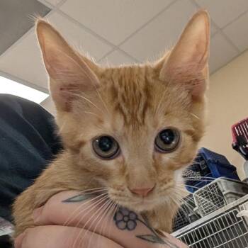 Butter Burger -  Domestic Short Hair Cat for Adoption in Titusville, Florida - Butter Burger | PetCurious