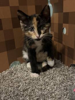 Jasmine -  Calico and Domestic Short Hair Cat for Adoption in Dallas, Texas - Jasmine | PetCurious
