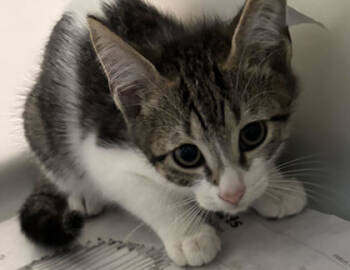 Rescue Domestic Short Hair Cats for Adoption in North Charleston, South Carolina - 88127A Jack-PetSmart Mt. Pleasant | PetCurious