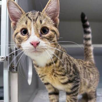 Gabe -  Domestic Short Hair Cat for Adoption in Falls Church, Virginia - Gabe | PetCurious