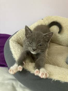 Domestic Short Hair Cats Available for Adoption in Duxbury, Massachusetts - Joey | PetCurious