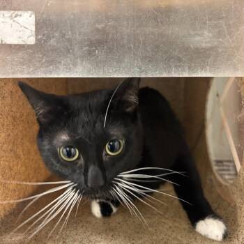 Walnut -  Domestic Short Hair Cat for Adoption in Philadelphia, Pennsylvania - Walnut | PetCurious