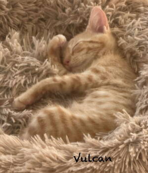 Rescue Tabby Cats for Adoption in Ocala, Florida - Vulcan | PetCurious